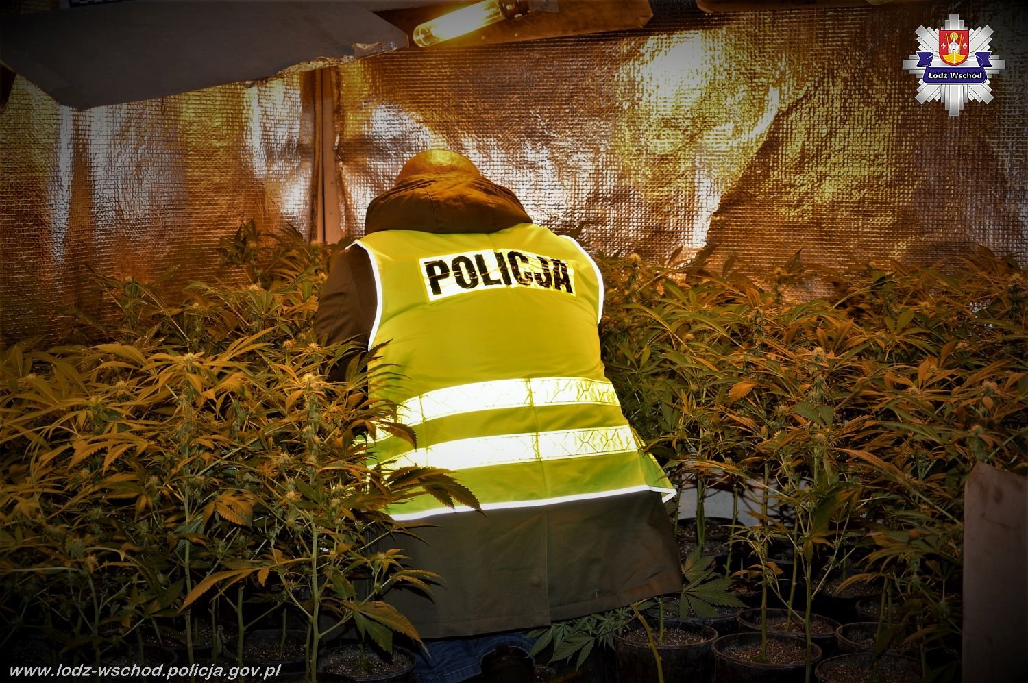 dziadek gandzia łódzka policja plantacja marihuany