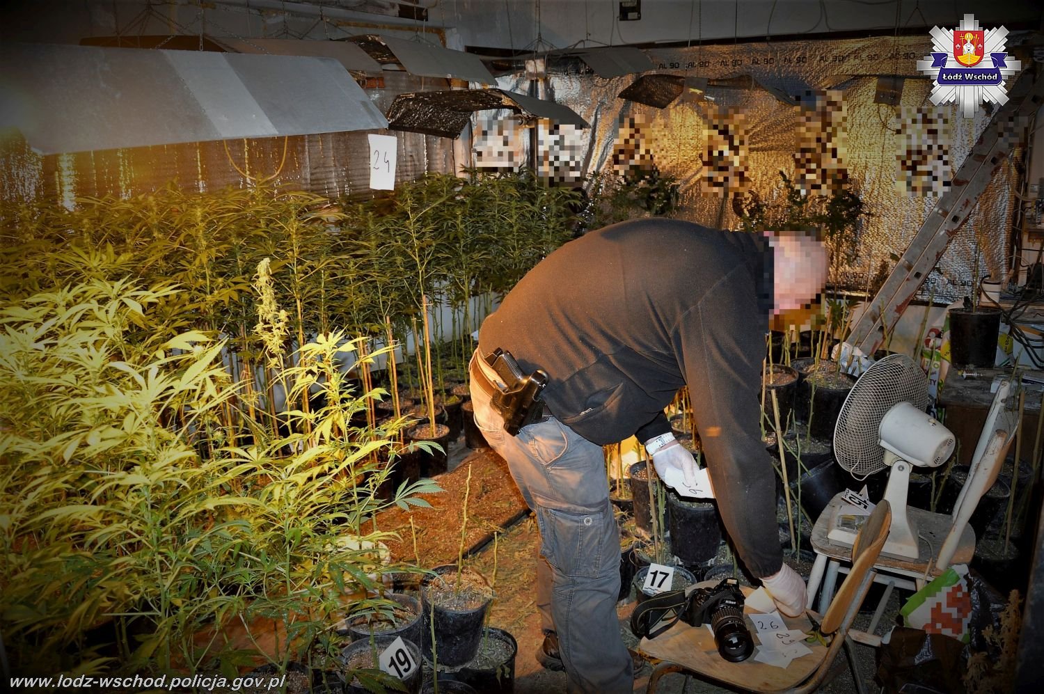 dziadek gandzia łódzka policja plantacja marihuany