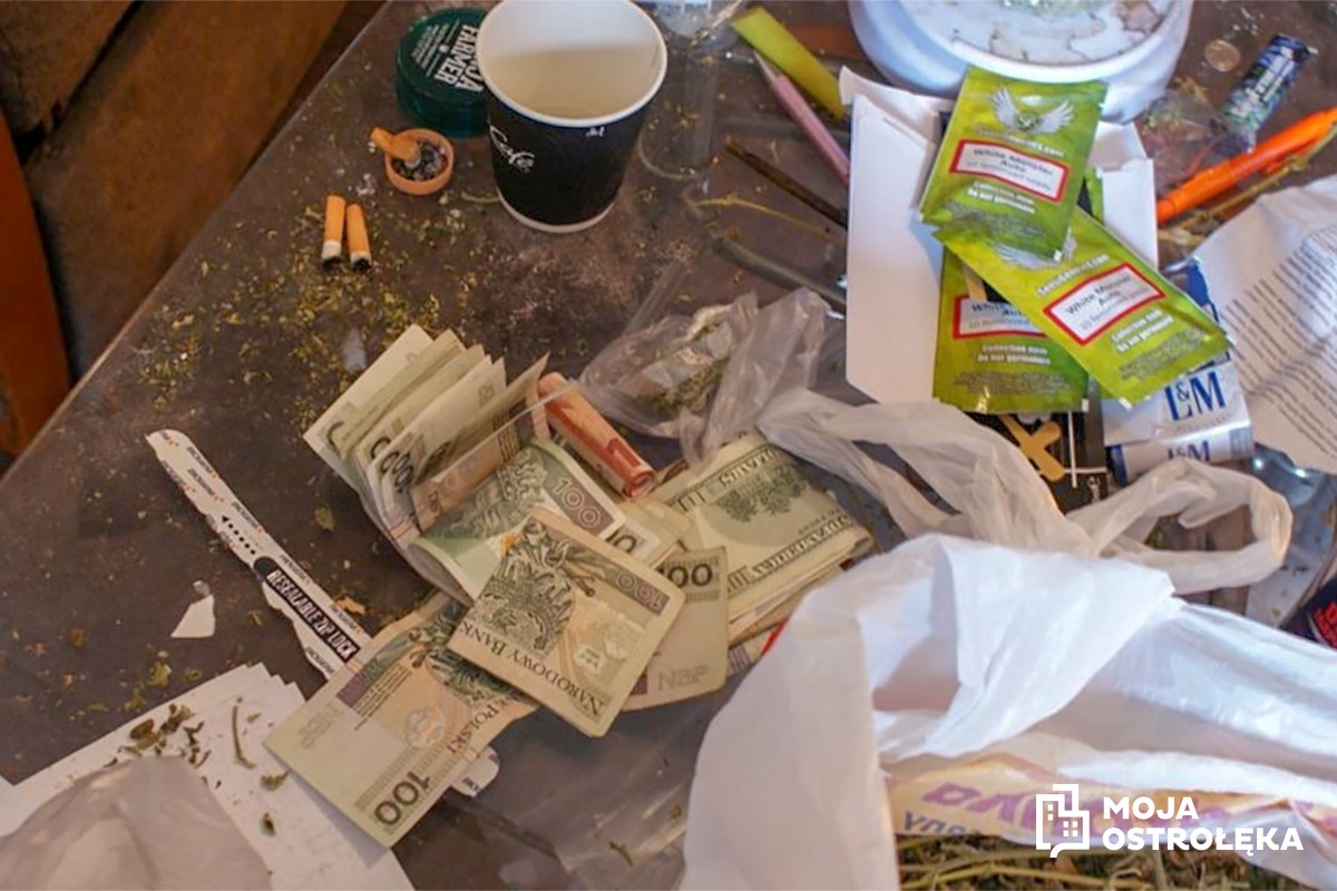 Ponad kilogram marihuany, prawie sto krzaków konopi indyjskich, extasy, kokainę oraz sprzęt do uprawy - policjanci z Ostrołęki zlikwidowali plantację marihuany w centrum miasta.