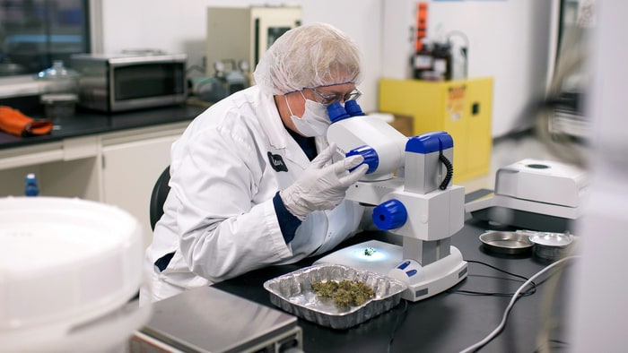 Naukowcy z poznania stworzyli tabletke z konopi. Lek działa