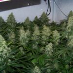 royal gueen seeds nasionamarihuany.pl automatic