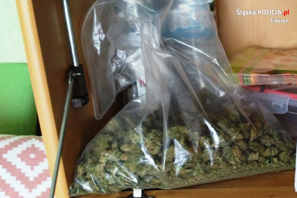 cieszyńska policja zlikwidowała uprawę marihuany w szafie