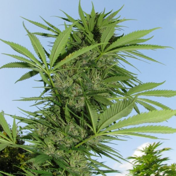 tanie nasiona marihuany black diamond seeds easy sativa uprawa polska