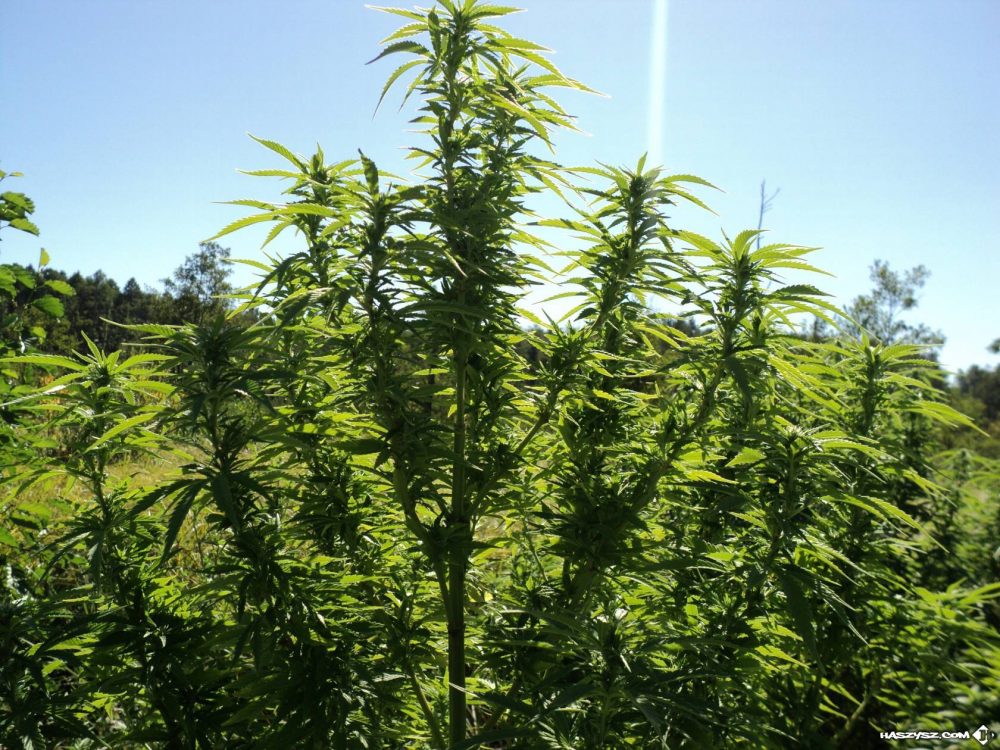 tanie nasiona marihuany easy sativa black diamond seeds uprawa polska