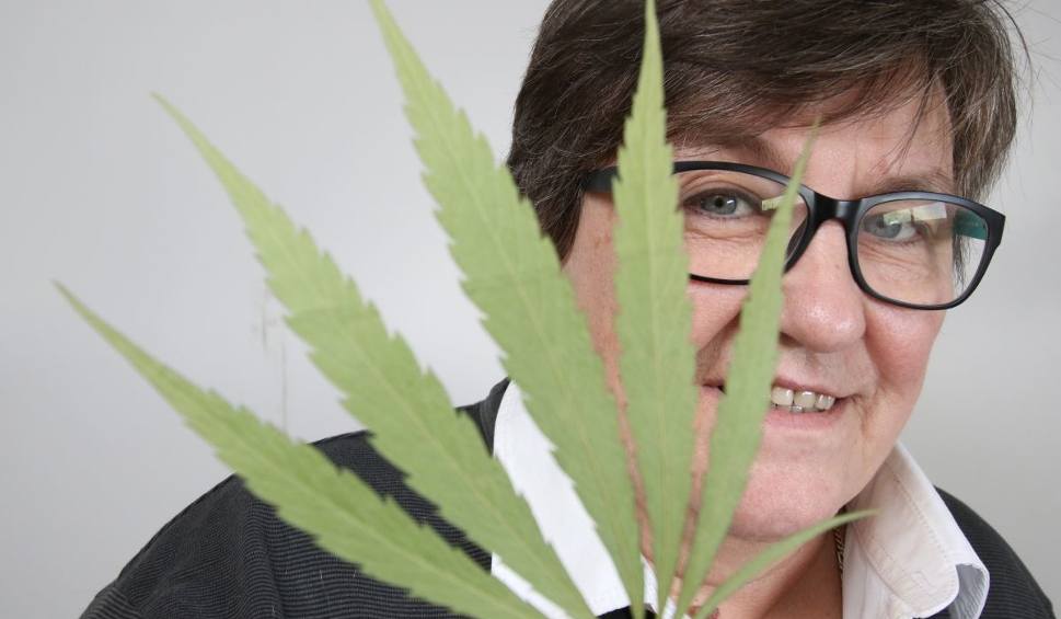 Polskie królowe konopi z podkieleckiego przyjechały ze Szwecji