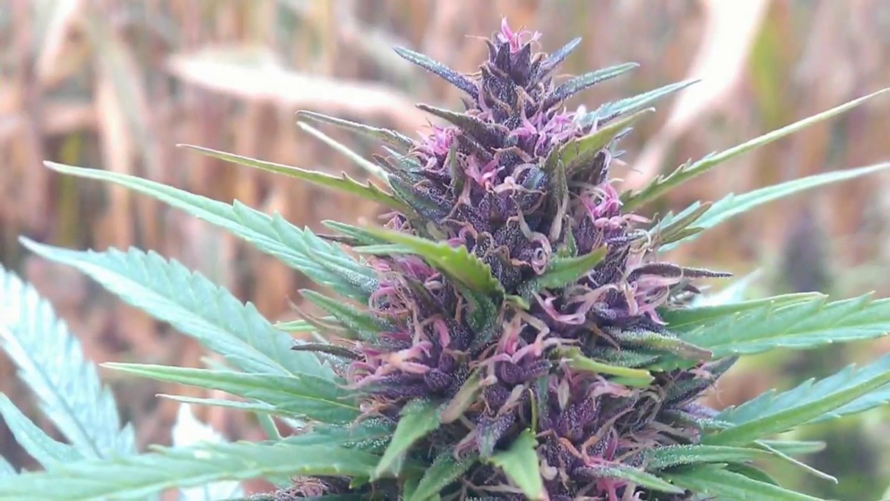 top 5 odmian nasion marihuany konopi indyjskich na polski outdoor uprawa marihuany shaman dutch passion