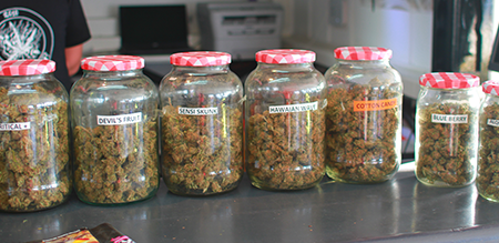 bobby nuggz wywiad cannabisnews sickmed seeds