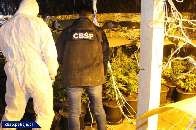 plantacja marihuany siwy toruń