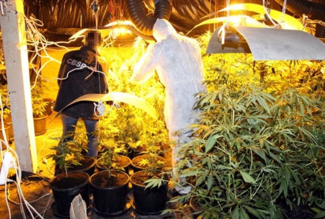 plantacja marihuany siwy toruń