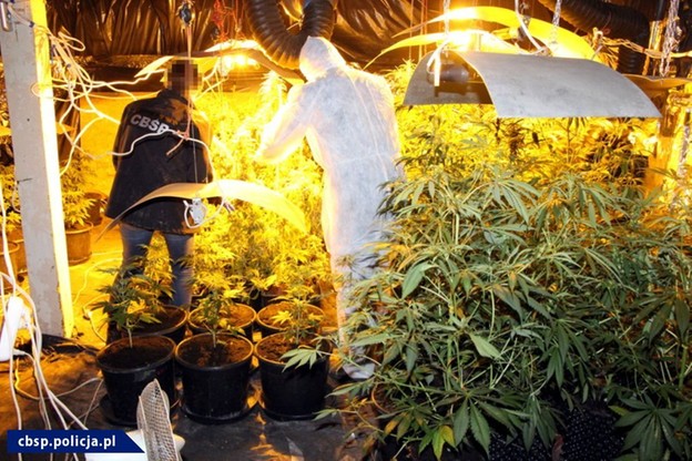 plantacja marihuany siwy toruń