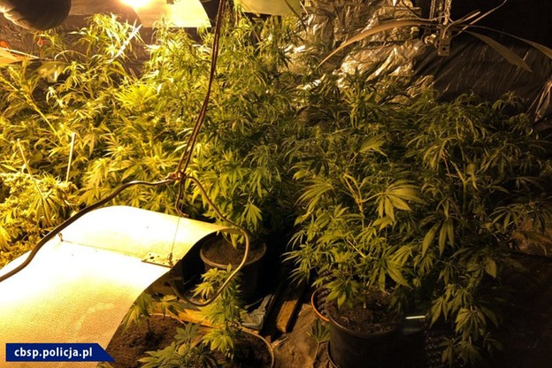 plantacja marihuany siwy toruń
