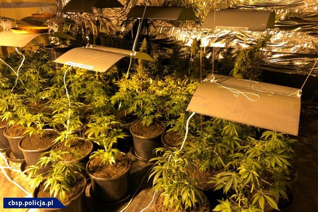 plantacja marihuany siwy toruń