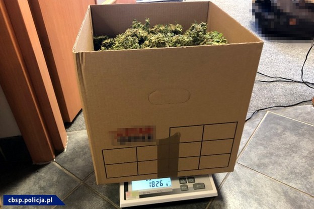 plantacja marihuany siwy toruń