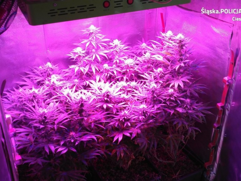 cieszyńska policja zlikwidowała uprawę marihuany w szafie
