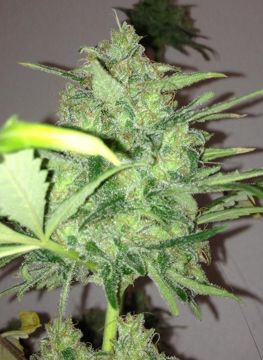 temple bodhi seeds bobby nugz