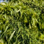 Właściwości włókien konopnych w ubraniach z konopi 7 levels