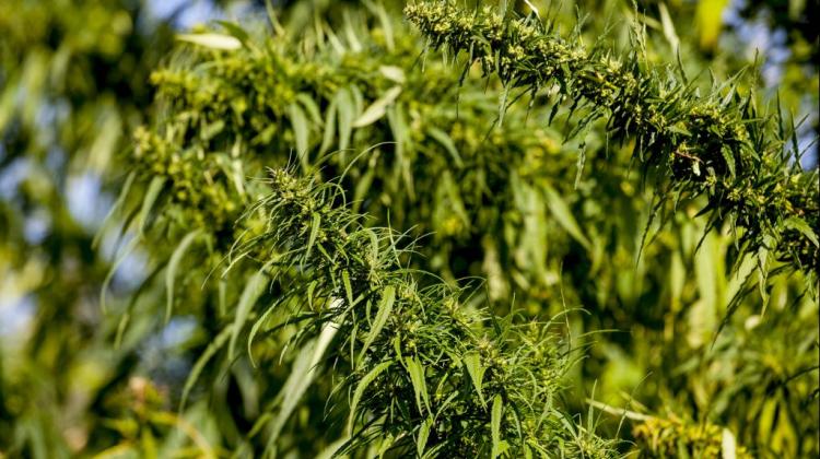 Właściwości włókien konopnych w ubraniach z konopi 7 levels