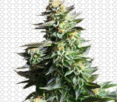 tanie nasiona marihuany AUTO AK Black Diamond Seeds