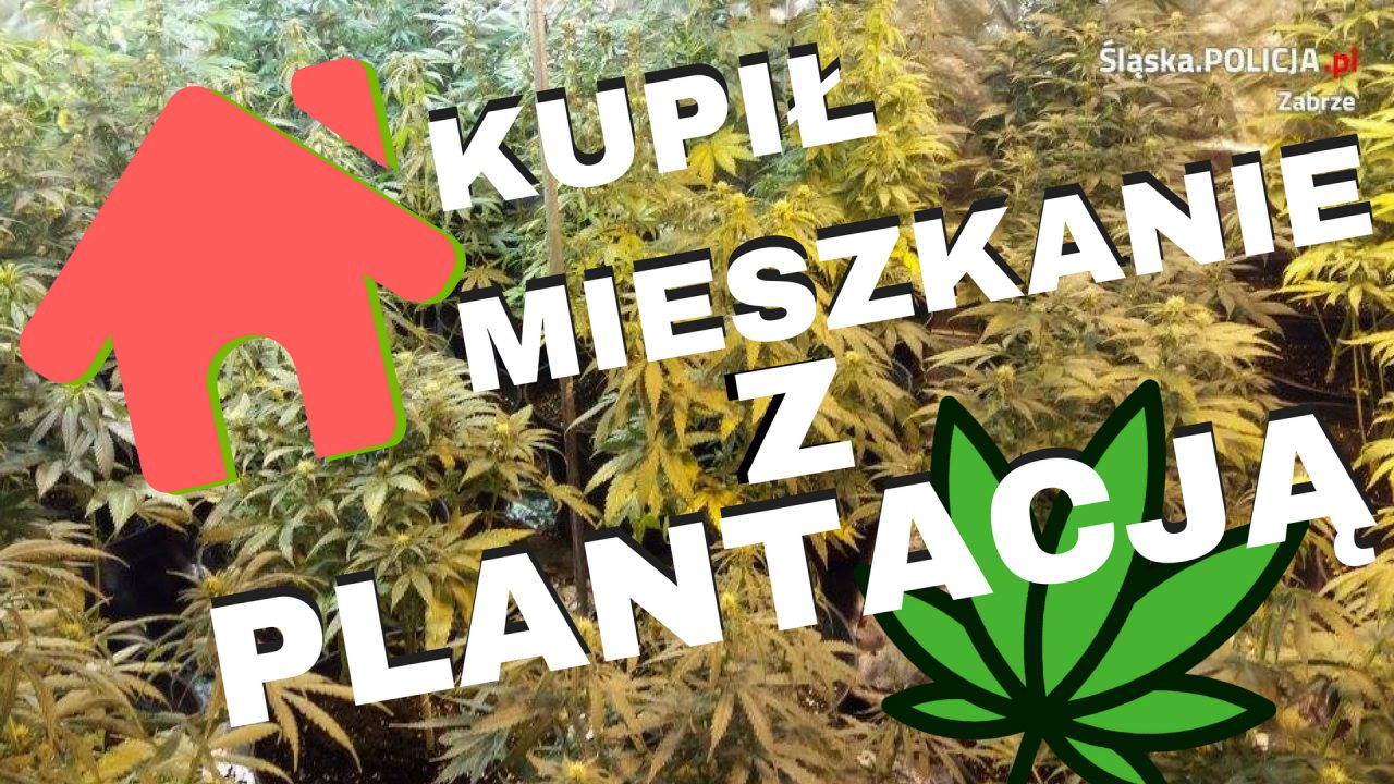 Zabrzanin kupił mieszkanie na licytacji komornicznej. W mieszkaniu była plantacja marihuany
