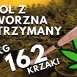 pseudokibic z jaworzna zatrzymany - uprawial marihuanę.