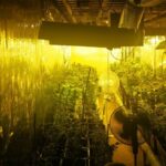 Plantacja konopi indyjskich w zakopanym kontenerze. Uprawa marihuany Olsztyn