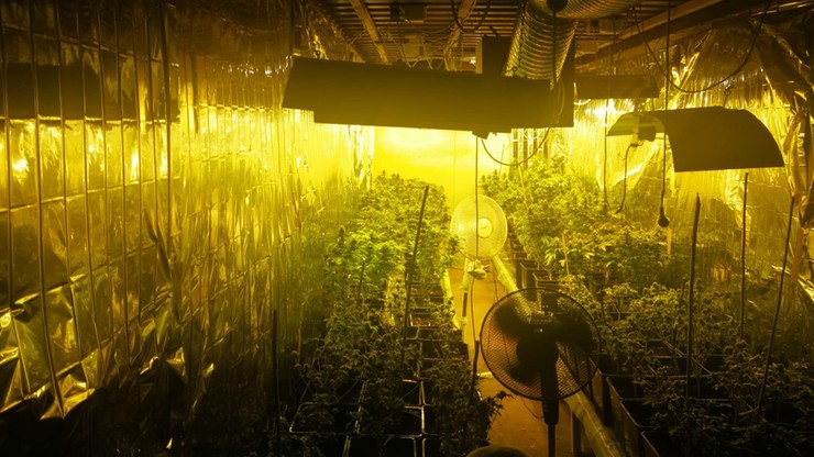 Plantacja konopi indyjskich w zakopanym kontenerze. Uprawa marihuany Olsztyn