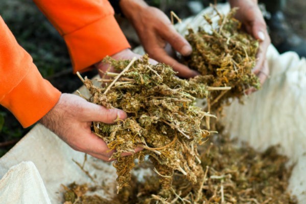 Komisyjne spalenie 3 ton marihuany. Miasteczko zostało ujarane. Indonezja