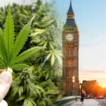 Naukowcy z Wielkiej Brytanii dokonali przełomowego odkrycia. Marihuana może pomóc w walce z rakiem trzustki i przedłużyć zycie chorych trzy razy