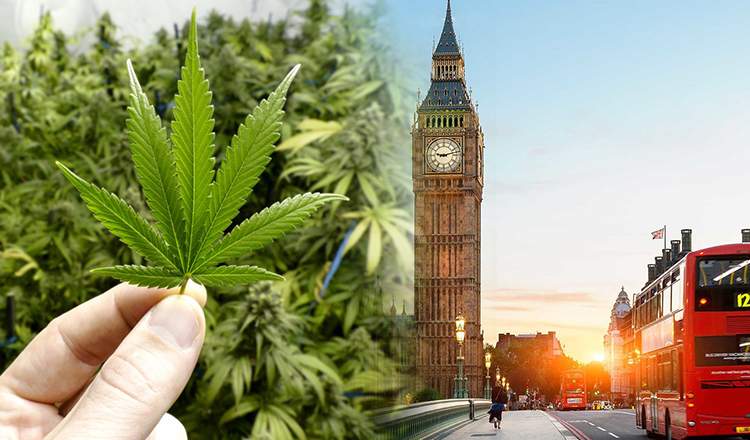 Naukowcy z Wielkiej Brytanii dokonali przełomowego odkrycia. Marihuana może pomóc w walce z rakiem trzustki i przedłużyć zycie chorych trzy razy