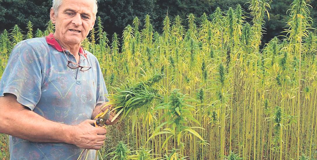 Rolnik legalnie uprawia konopie pod Szczecinkiem. Ludzie i Policja myślą, że to marihuana