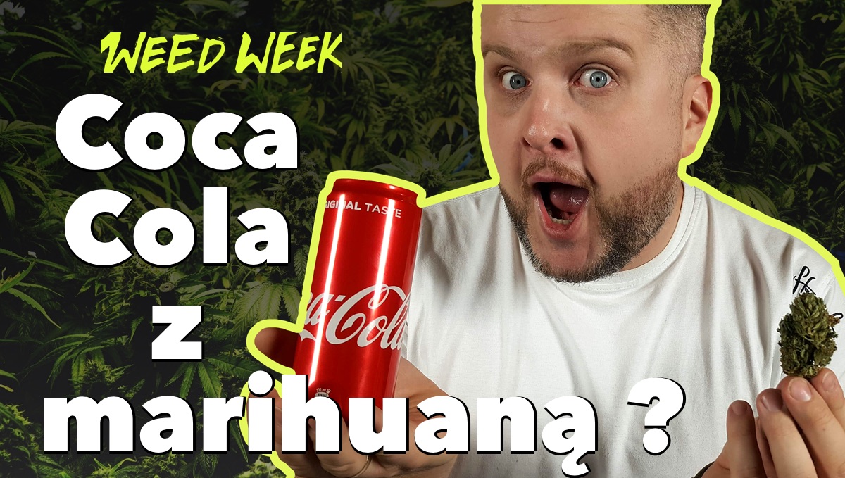 Coca Cola z marihuaną, w Kanadzie płacą za palenie zioła, zjarane homary i medyczna marihuana w Polsce - Weedweek