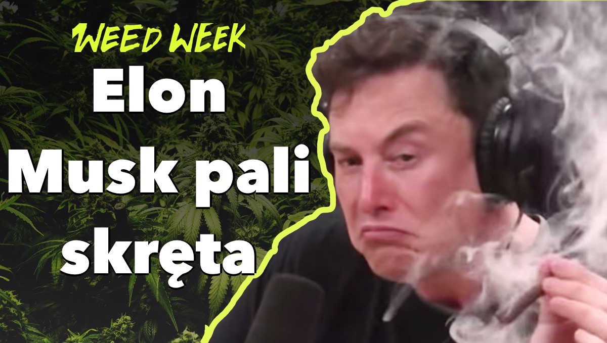 WeedWeek Elon Musk 150 tysięcy