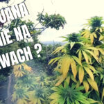 Uprawa marihuany outdoor na drzewach? Jak najbardziej jest to możliwe