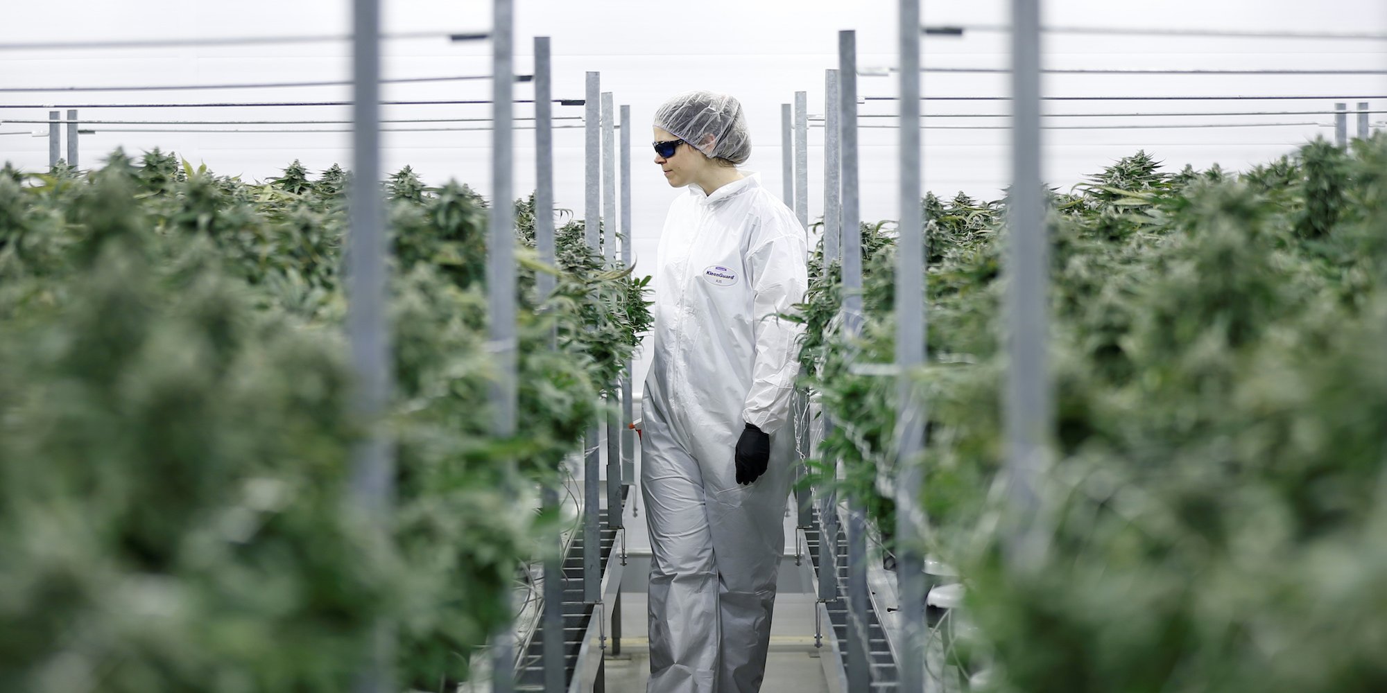 Kanadyjska firma Cronos chce stworzyć THC w laboratorium. Syntetyczne THC ma być bardziej dostępne i dużo tańsze.