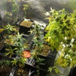 Zlikwidowano polantacje marihuany w Zabrzu