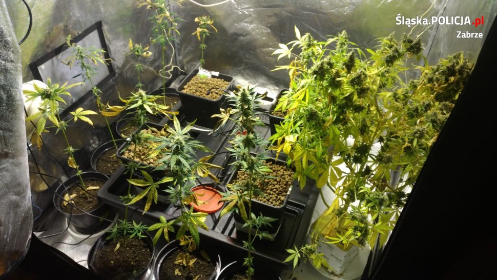 Zlikwidowano polantacje marihuany w Zabrzu