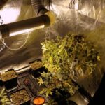 Zlikwidowano polantacje marihuany w Zabrzu