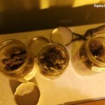 Kryminalni z zabrzańskiej komendy wpadli na trop domowej uprawy marihuany w jednym z mieszkań na Sośnicy - dzielnicy Gliwic.