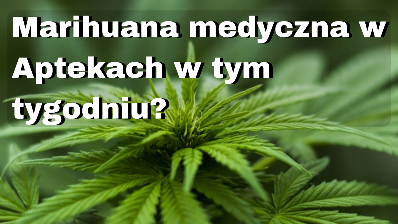 Czy marihuana medyczna będzie dostępna w aptece jeszcze w tym tygodniu?