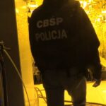 Prawie 6 ton marihuany przemycane w arbuzach. Kibole Cracovii mogli zarobić 100mln