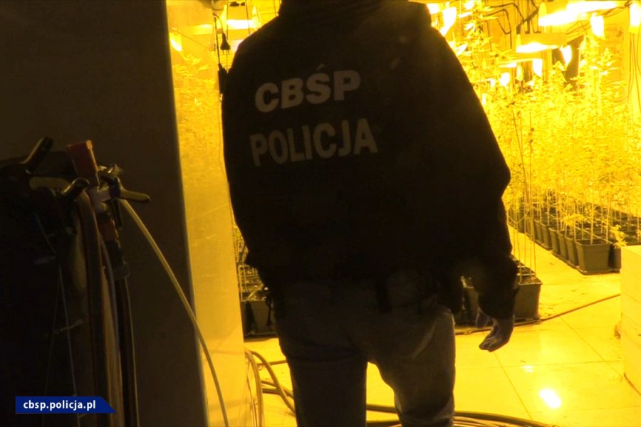 Prawie 6 ton marihuany przemycane w arbuzach. Kibole Cracovii mogli zarobić 100mln