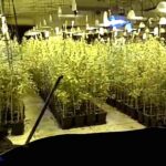 Prawie 6 ton marihuany przemycane w arbuzach. Kibole Cracovii mogli zarobić 100mln