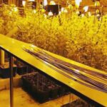 Prawie 6 ton marihuany przemycane w arbuzach. Kibole Cracovii mogli zarobić 100mln