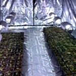 Prawie 6 ton marihuany przemycane w arbuzach. Kibole Cracovii mogli zarobić 100mln