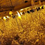 Prawie 6 ton marihuany przemycane w arbuzach. Kibole Cracovii mogli zarobić 100mln