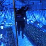 Prawie 6 ton marihuany przemycane w arbuzach. Kibole Cracovii mogli zarobić 100mln