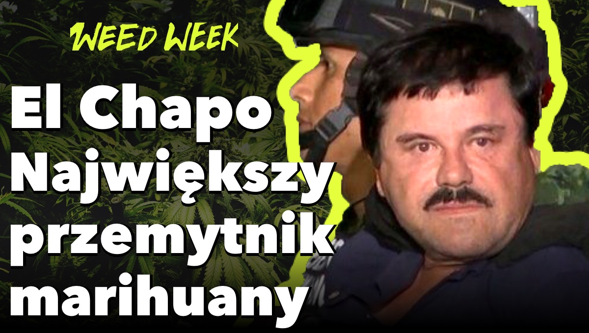 Proces El Chapo | Narcos | Marihuana vs.Alkohol | WeedWeek#20