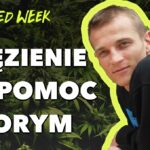 Kuba Gajewski - Lider wolnych konopi