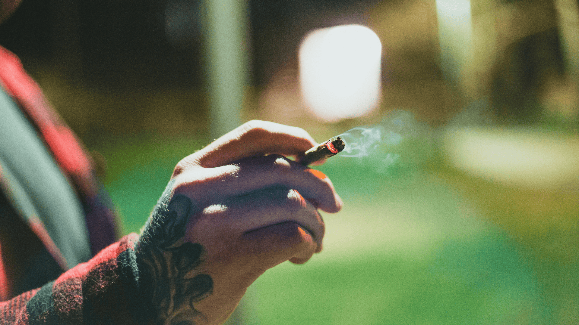 jak wyglądają płuca