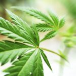 Kolejny stan legalizuje marihuanę w USA. Michigan jest 10 tym stanem legalizującym konopie indyjskie